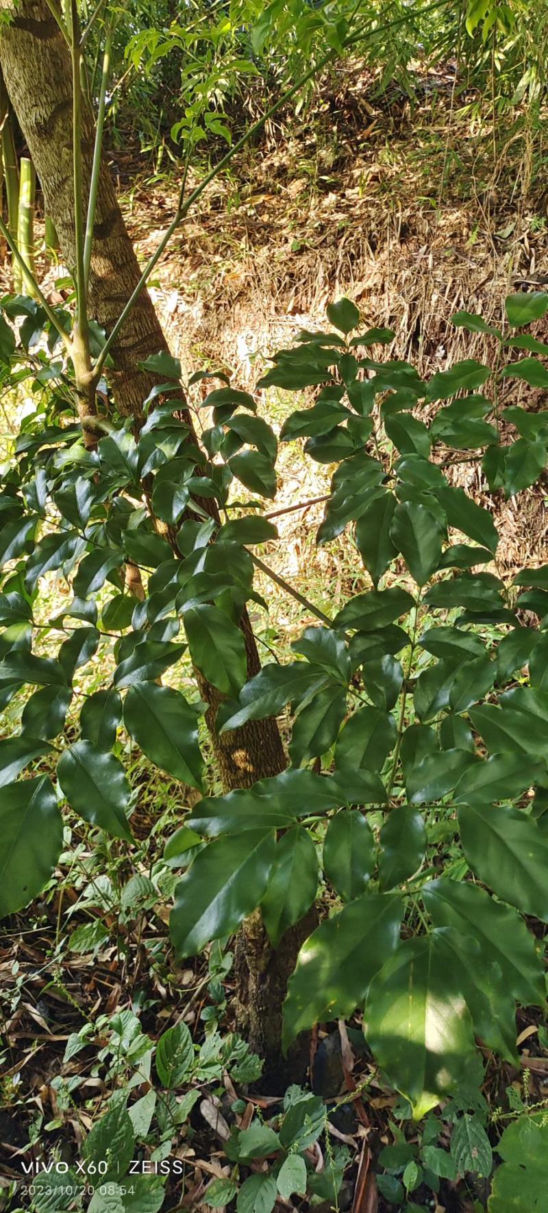 幸福树