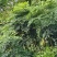 幸福树