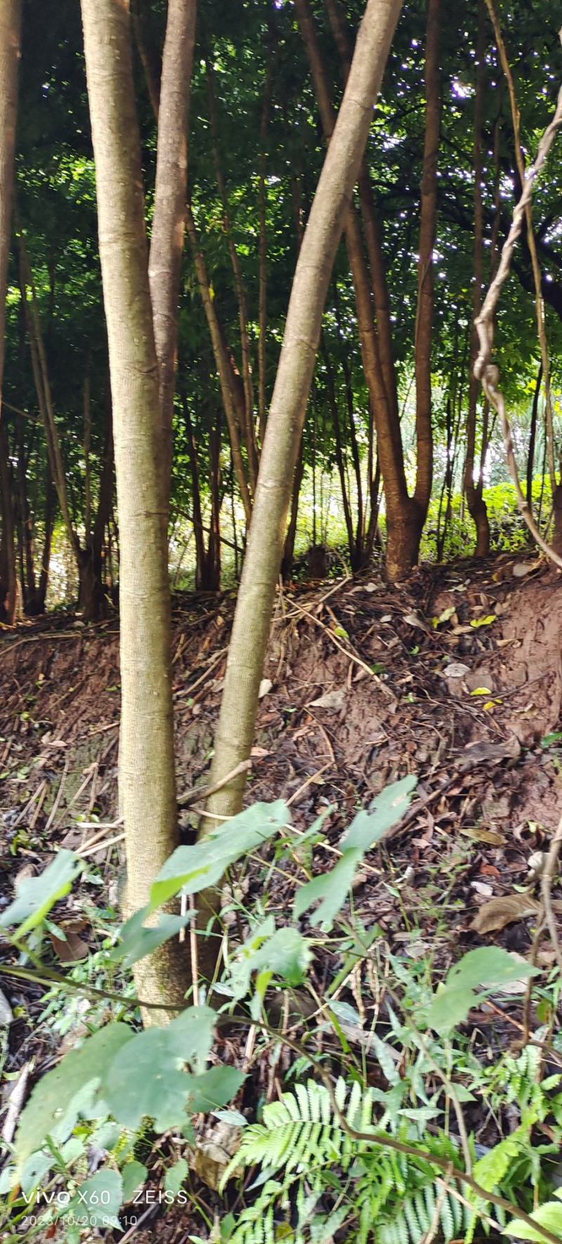幸福树