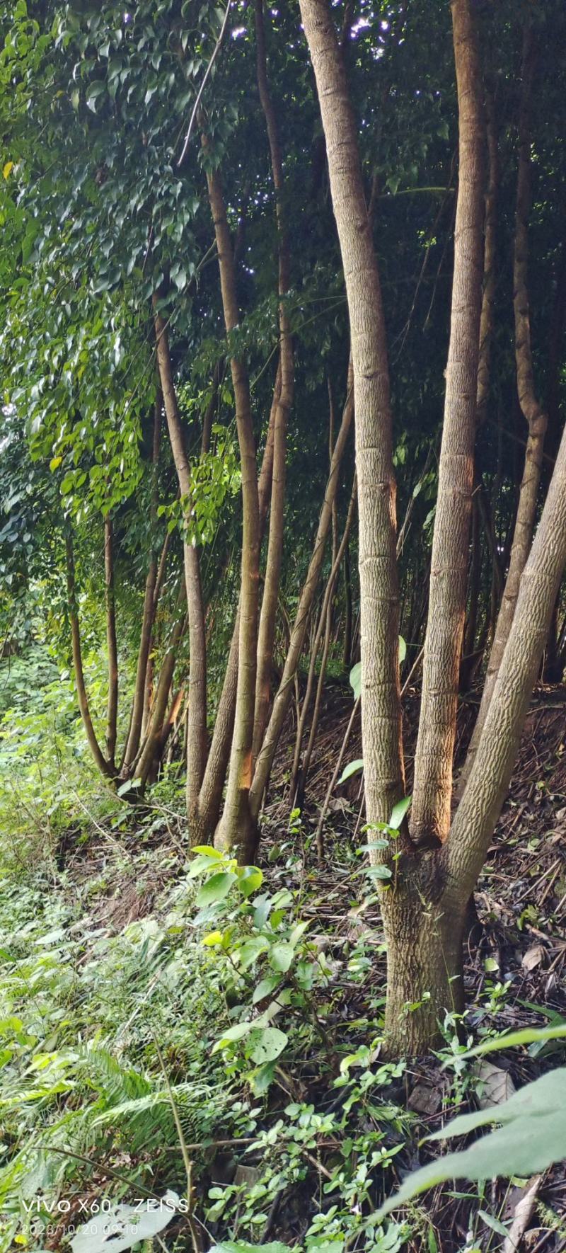 幸福树