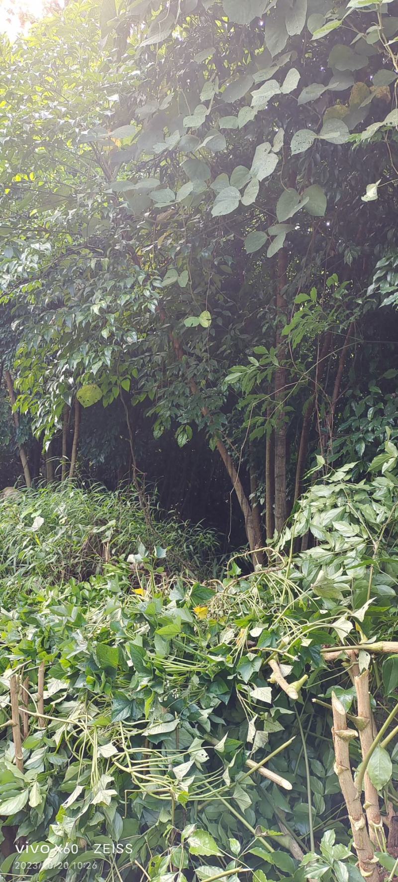 幸福树