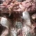 [年货大卖]去皮牛头肉，要想卖的好就选牛头肉