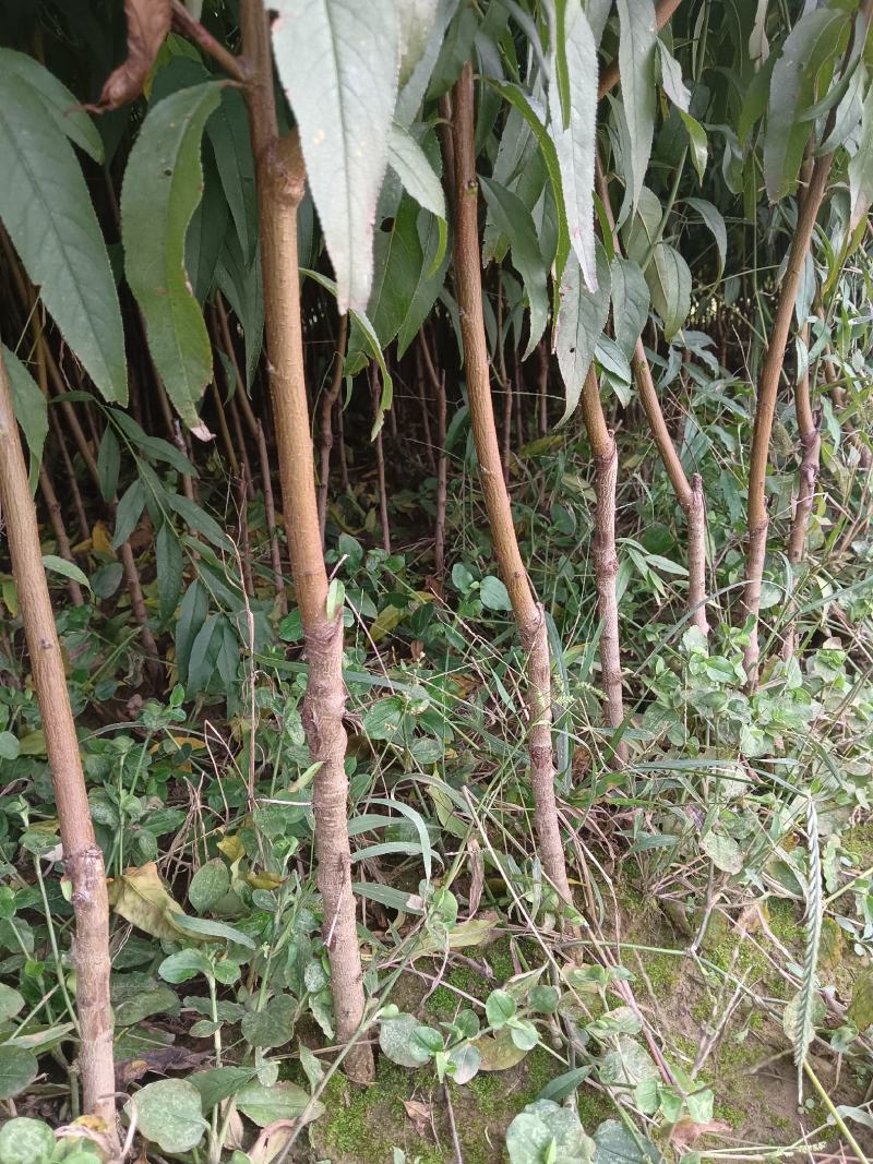 锦绣黄桃苗大果型芒果味高糖品种保证品种质量！