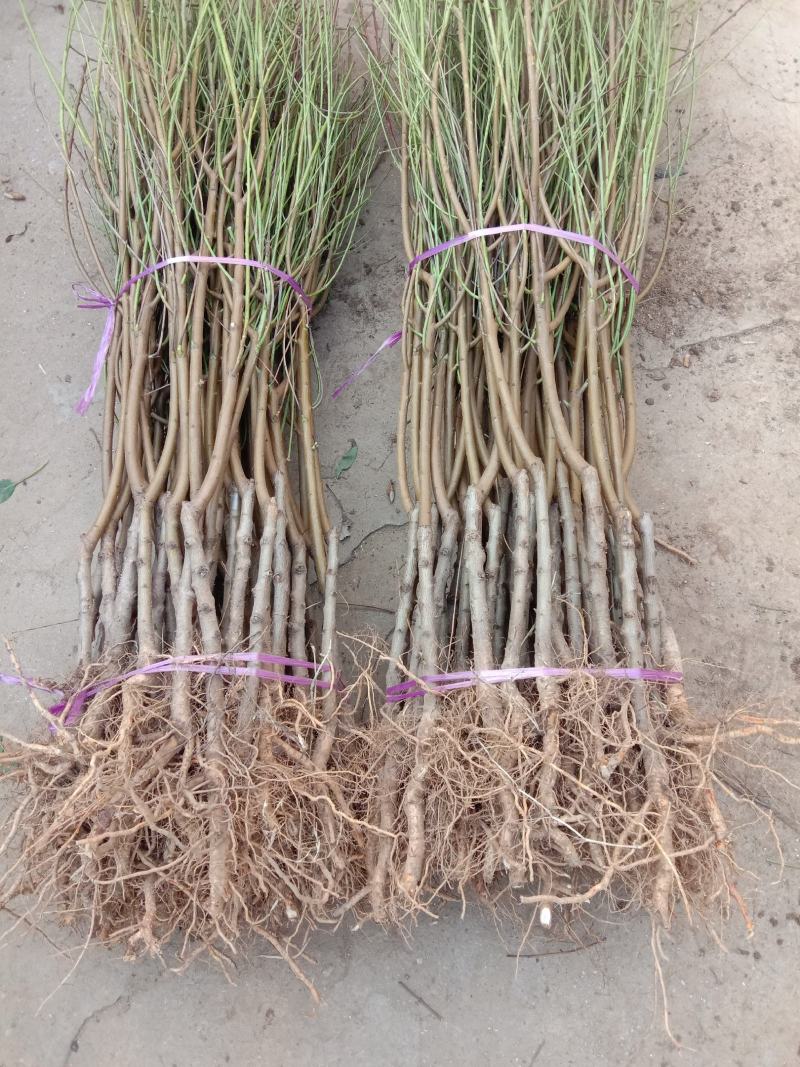 锦绣黄桃苗大果型芒果味高糖品种保证品种质量！