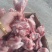 皇冠多肉前腿骨带肉率高