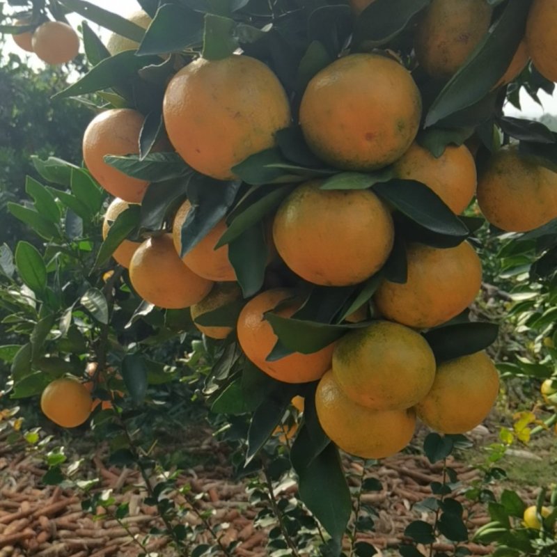 宜昌无核蜜橘