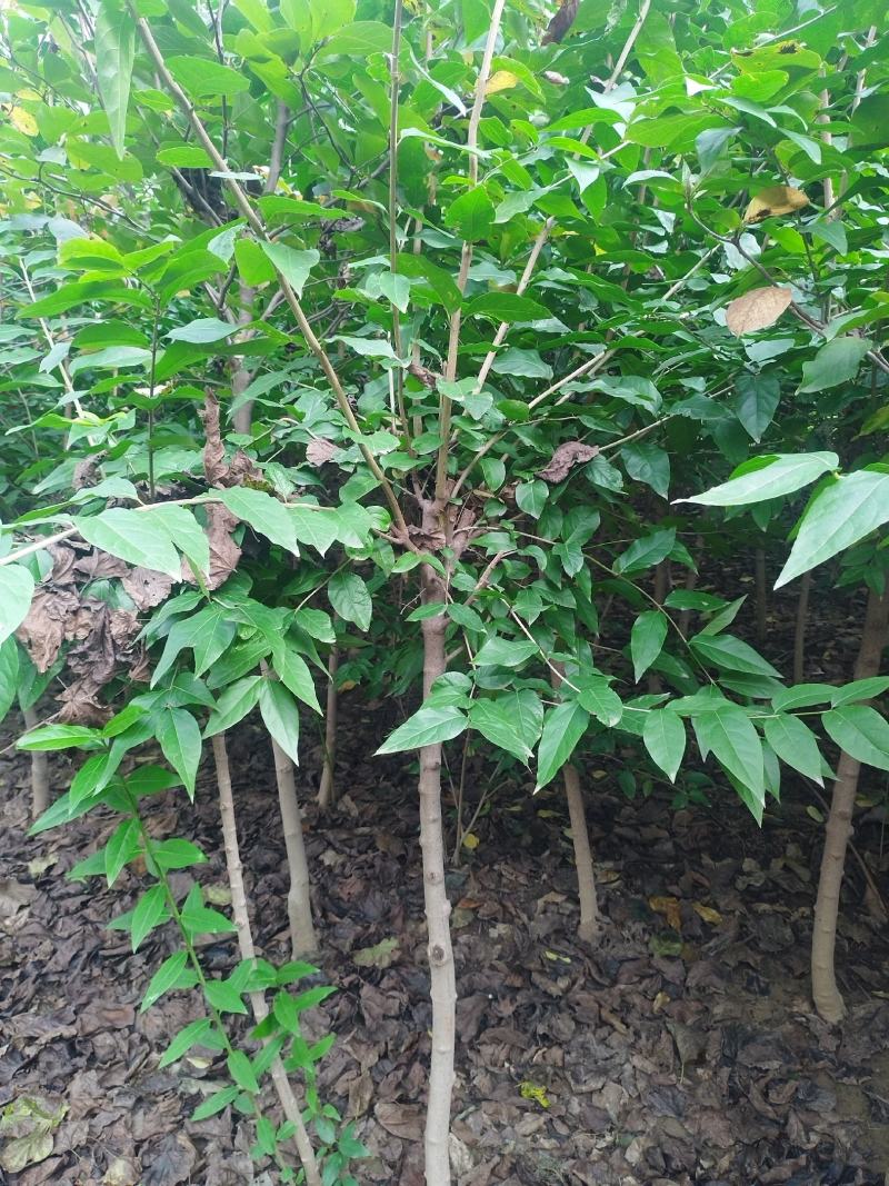 【精品】杆形腊梅，杆直冠幅饱满河南鄢陵，欢迎来电详谈