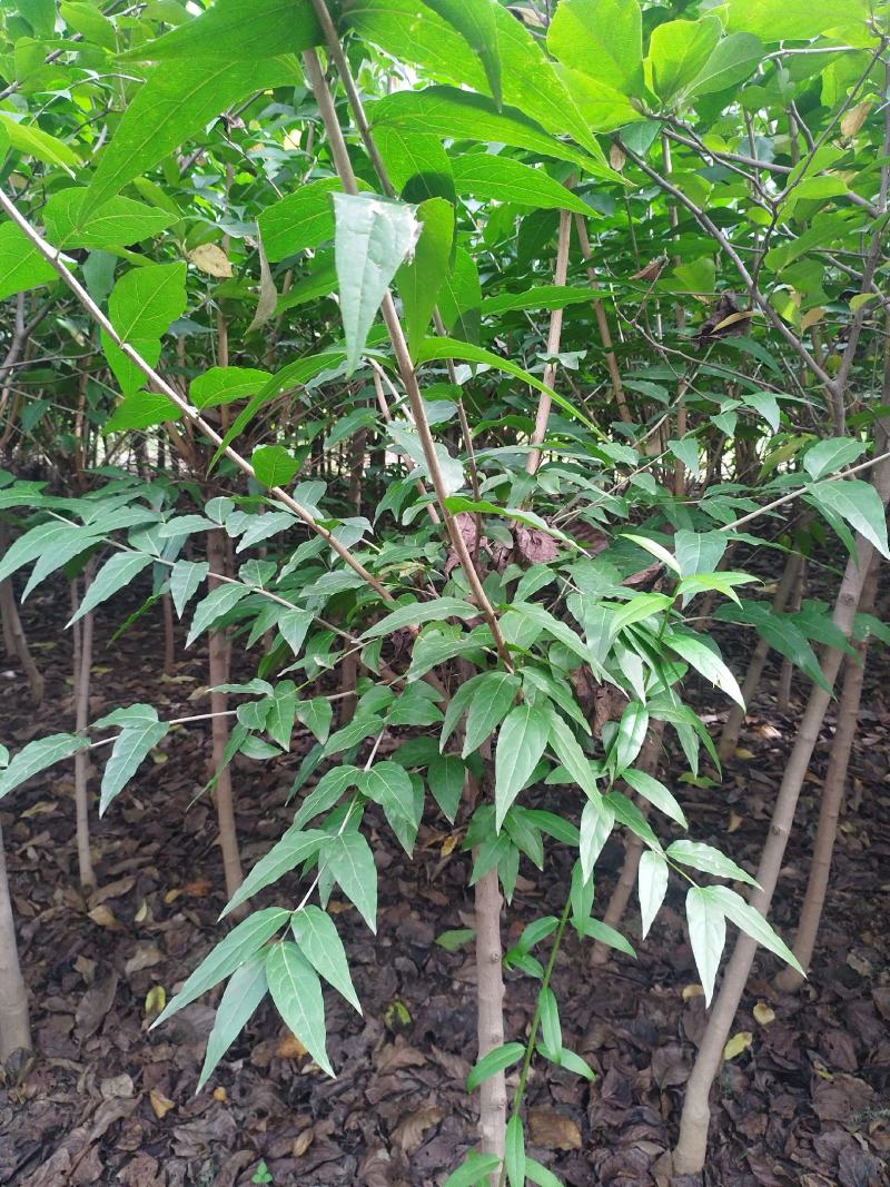 【精品】杆形腊梅，杆直冠幅饱满河南鄢陵，欢迎来电详谈