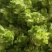 儿菜，万亩产地，大量现货供应，持续接单，需要老板