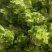 儿菜，万亩产地，大量现货供应，持续接单，需要老板