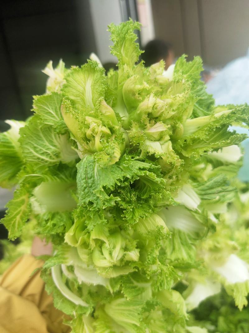 儿菜，万亩产地，大量现货供应，持续接单，需要老板