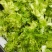 儿菜，万亩产地，大量现货供应，持续接单，需要老板