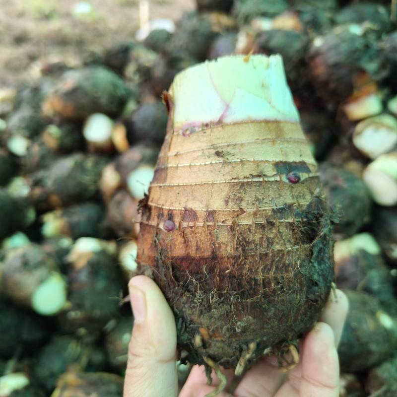 新鲜现发荔浦芋头香芋包粉产地直发货源稳定