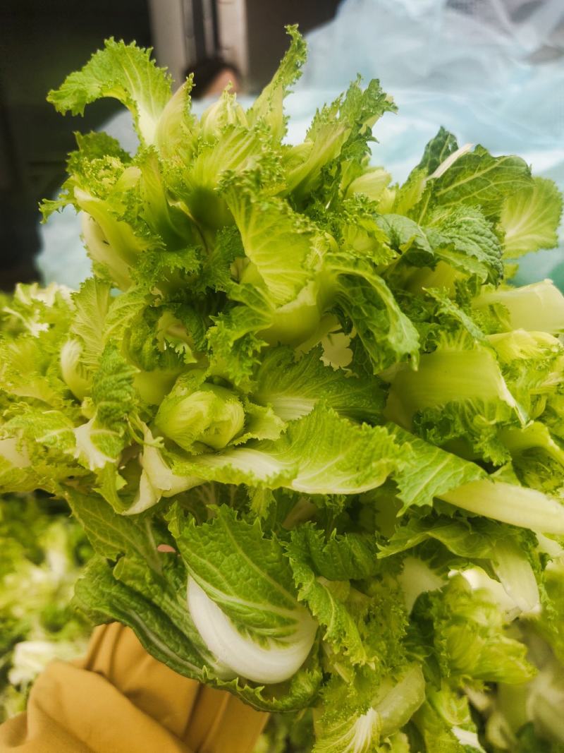 儿菜，娃娃菜，万亩产地直发，大量现货，需要老板联系