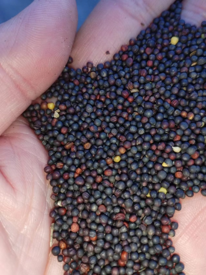 油菜籽新到进口油菜籽出油高油色好介酸高