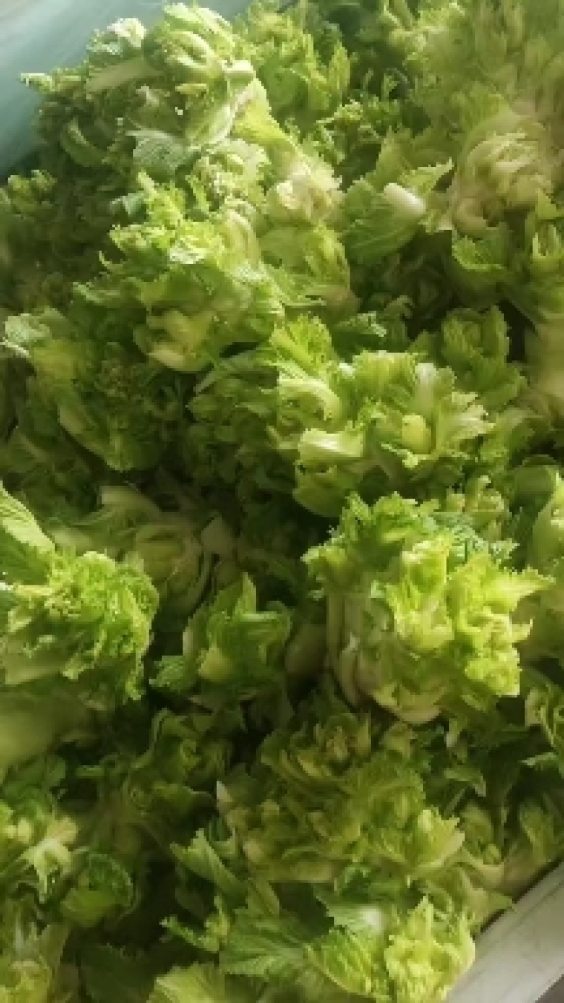 儿菜，娃娃菜，万亩产地直发，大量现货，需要老板联系