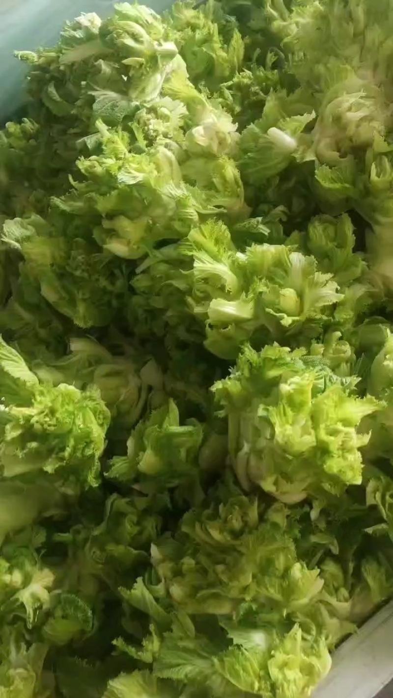 儿菜，娃娃菜，万亩产地直发，大量现货，需要老板联系