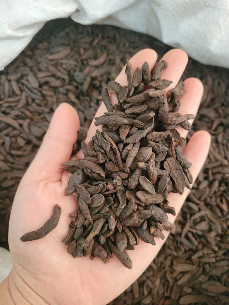 炒香附醋香附香附片多种规格大货供应七彩百草中药材