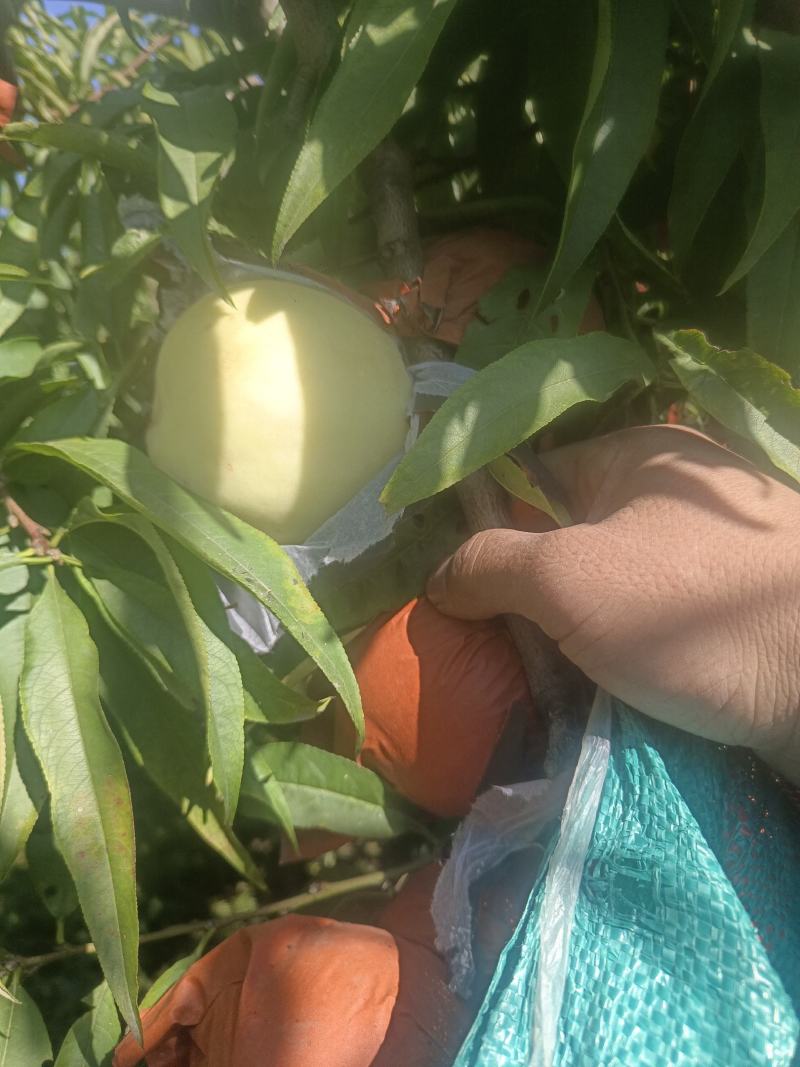 脆甜冬桃