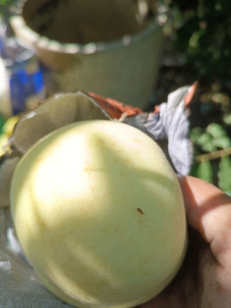 脆甜冬桃