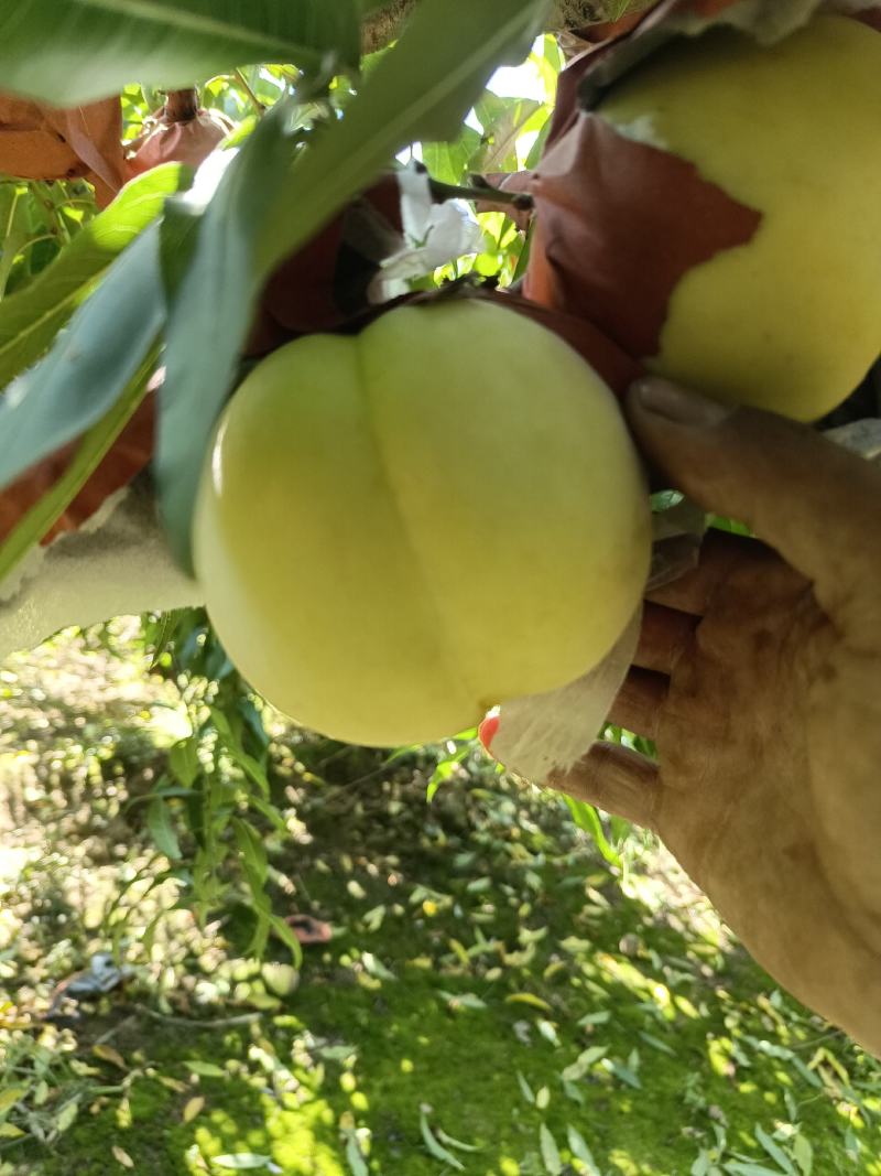 脆甜冬桃