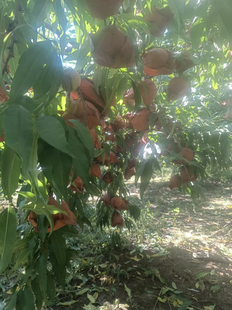 脆甜冬桃