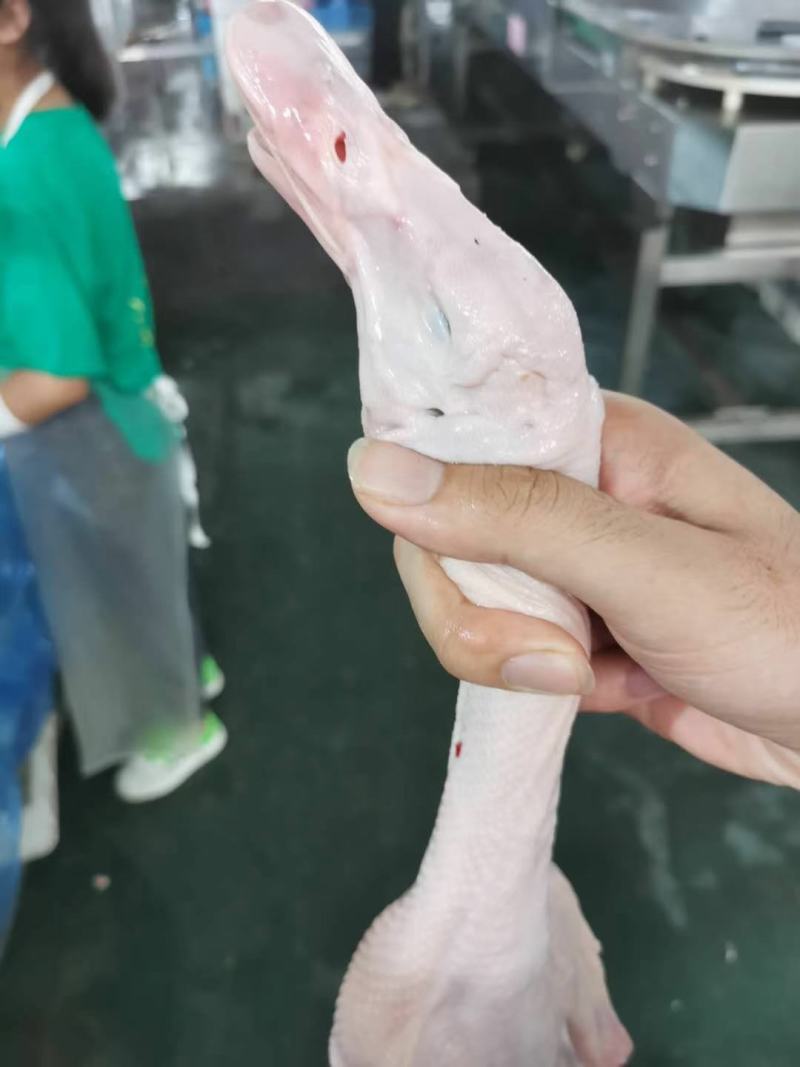 白条鸭