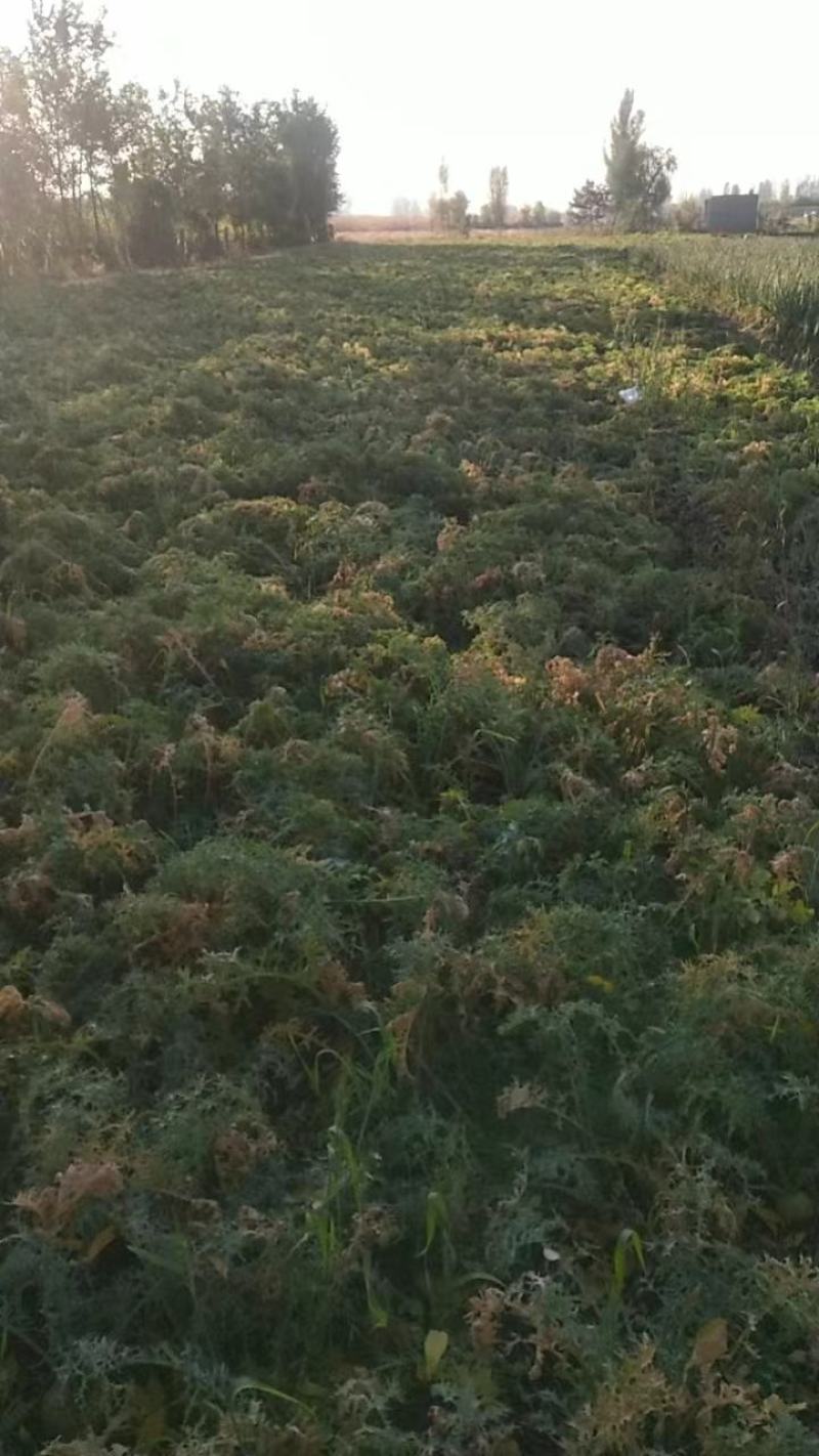 大量芥菜出售