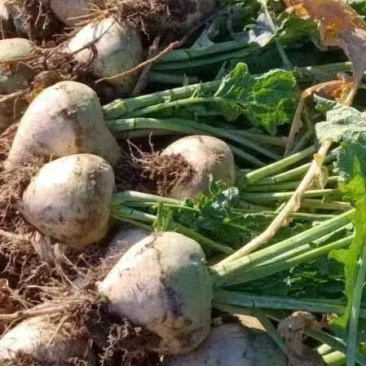 大量芥菜出售
