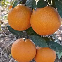 湖南麻阳冰糖橙大量供应，产地直发对接电商社区团购商超