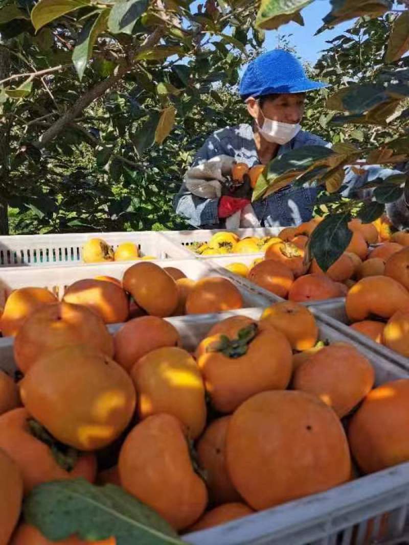 山西运城阳丰脆柿