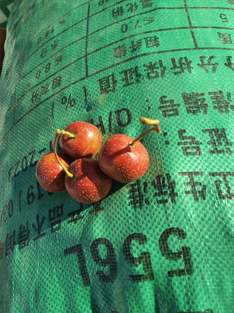 本地山楂大量上市，欢迎各地客商前来考察洽谈采购