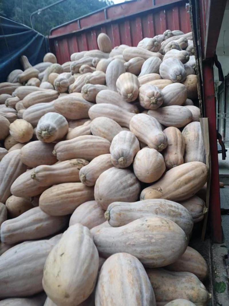 云南蜜本南瓜大量供应保质保量对接全国客商可视频验货