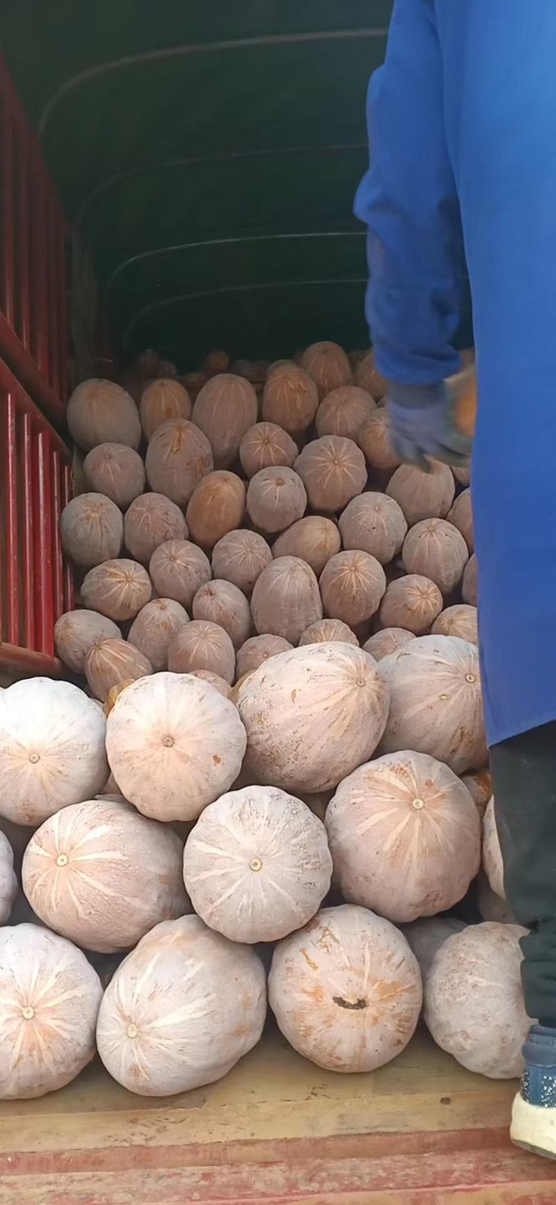 云南蜜本南瓜大量供应保质保量对接全国客商可视频验货