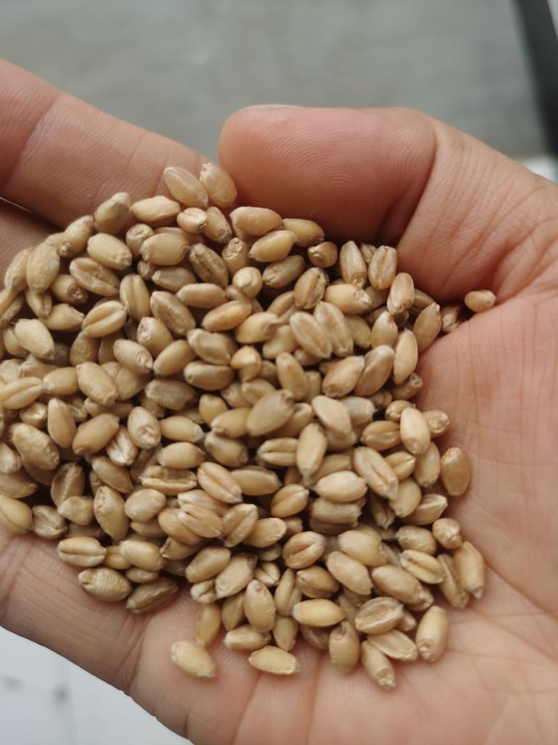 30斤【高品质】百农207小麦种子不包邮！