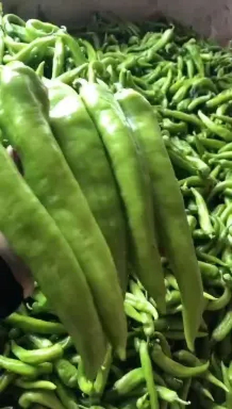 东北辽宁精品辣椒尖椒青辣椒一手好货量大从优欢迎咨询