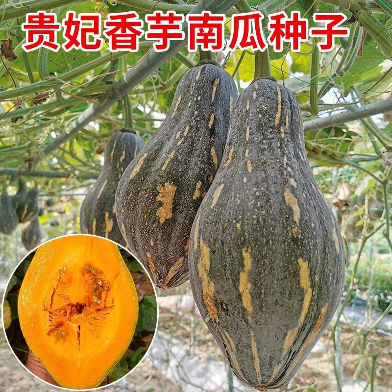 中科香芋南瓜种子粉糯香甜皮薄蜜本南瓜爬地搭架四季蔬菜种子