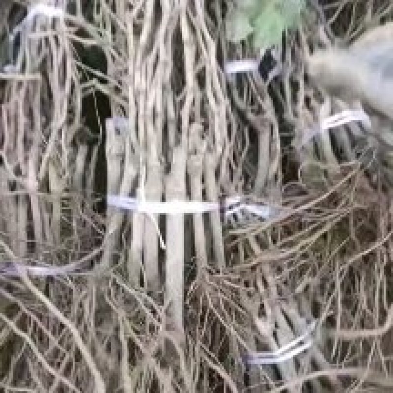 户太八号葡萄苗，