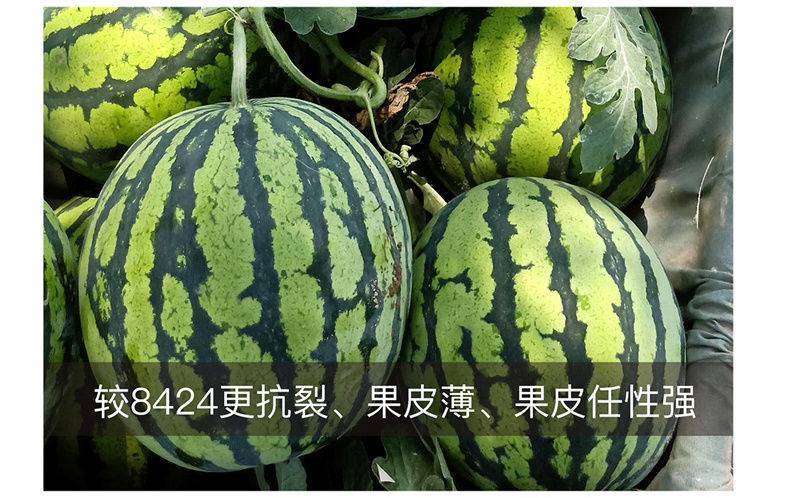 金美都西瓜种子皮薄耐裂中早熟薄皮红瓤圆形高纯甜8424西