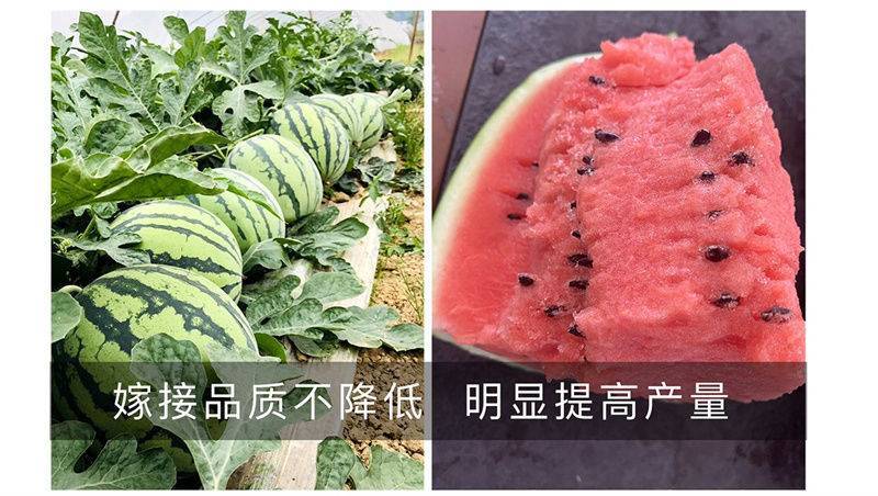 金美都西瓜种子皮薄耐裂中早熟薄皮红瓤圆形高纯甜8424西