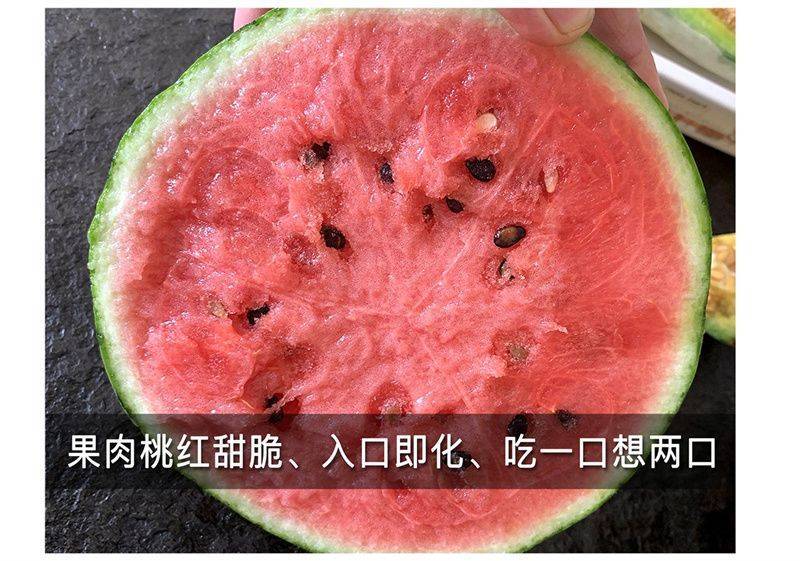 金美都西瓜种子皮薄耐裂中早熟薄皮红瓤圆形高纯甜8424西