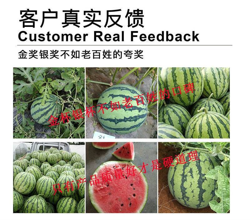 金美都西瓜种子皮薄耐裂中早熟薄皮红瓤圆形高纯甜8424西