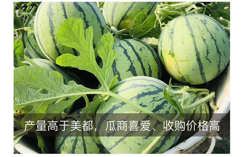 金美都西瓜种子皮薄耐裂中早熟薄皮红瓤圆形高纯甜8424西