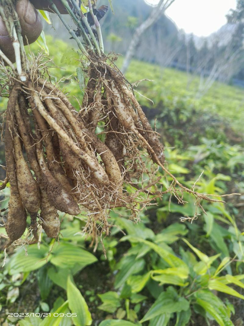 纯红花百部苗，质量保证品种纯正
