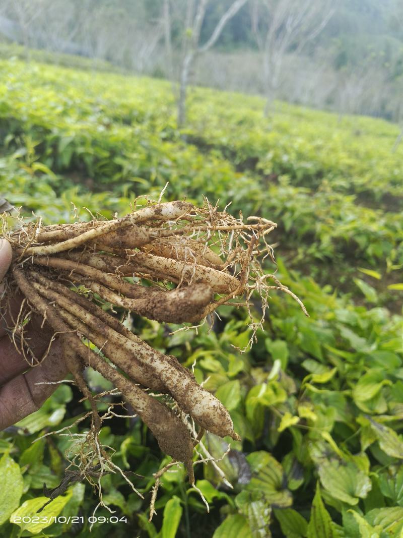 纯红花百部苗，质量保证品种纯正