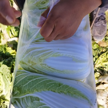 高原夏菜靖远秋季黄心娃娃菜，黄心二包白菜，净菜装袋。