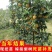 果园直发梨树苗玉露香梨秋月梨翠冠梨金秋蜜梨新梨七号等
