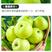 梨树苗新品种砀山酥梨苹果梨丰水梨果园直发死苗补发提供技术