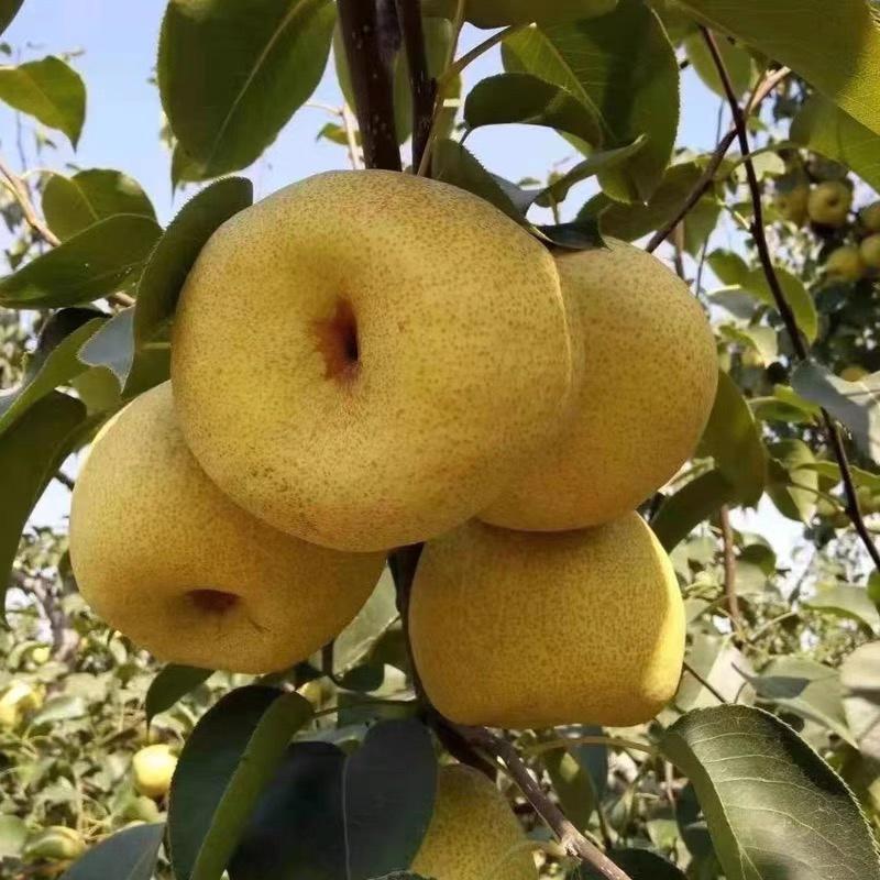 梨树苗新品种砀山酥梨苹果梨丰水梨果园直发死苗补发提供技术