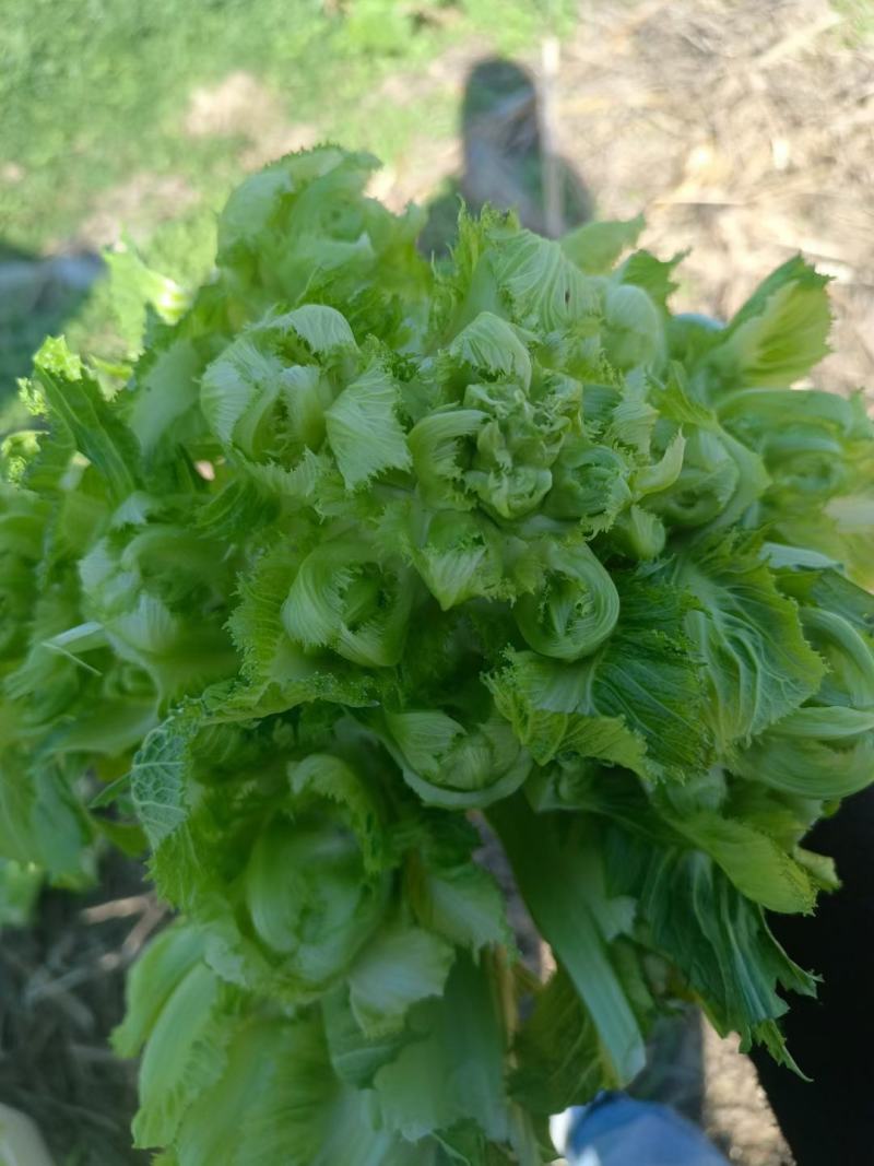 精品儿菜
